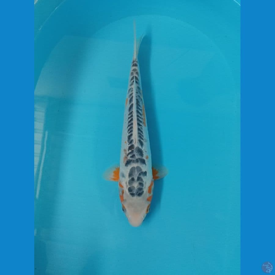 shusui 38 cm