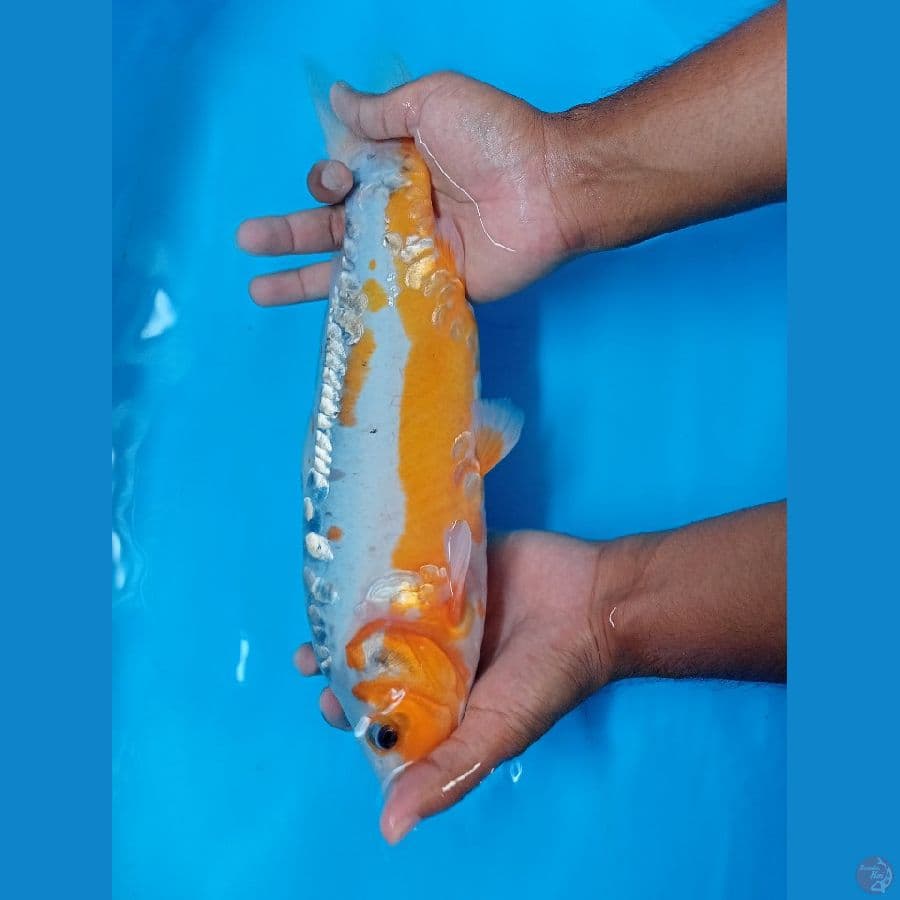 shusui 38 cm