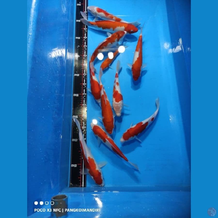 KOHAKU (19-30 CM) (10 ekor)
