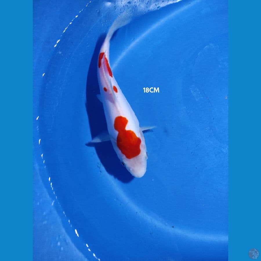 Kohaku Doit 18cm
