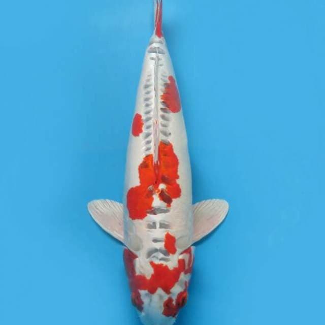 Kiko indukan 55 cm