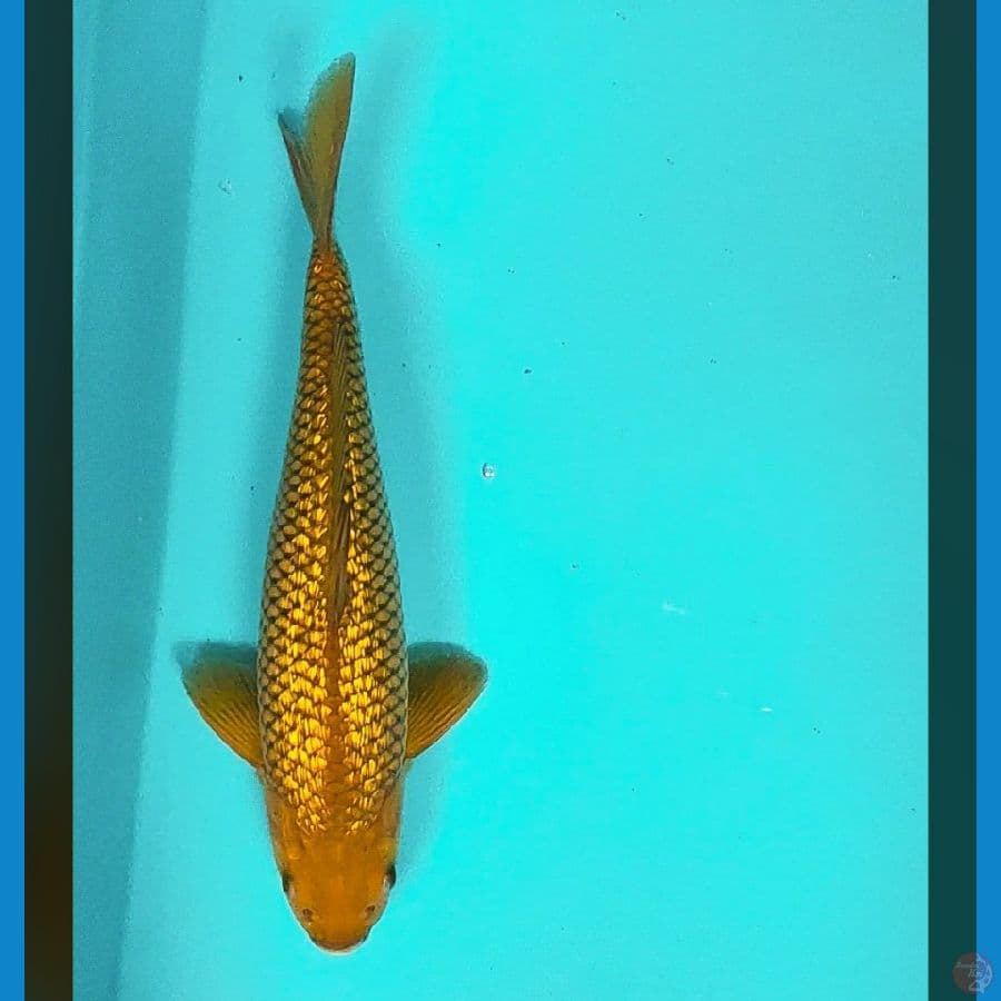 midori ginrin 30cm male
