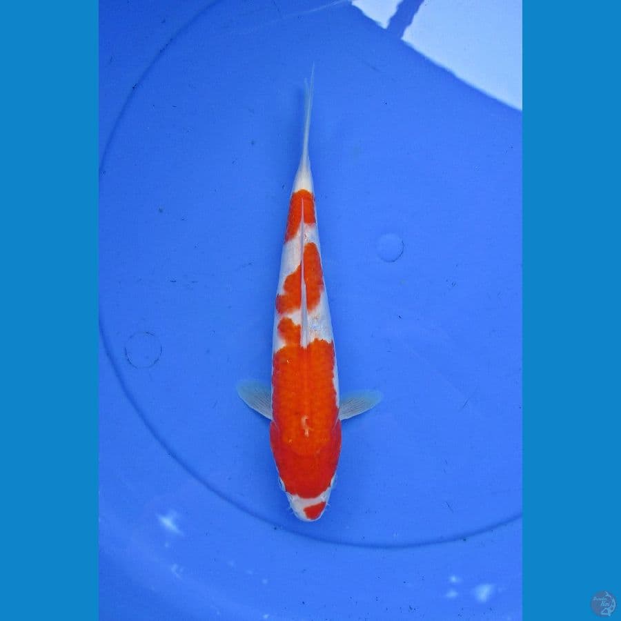 Kohaku Kucibeni