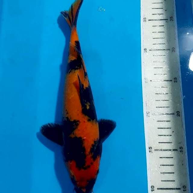 HI UTSURI 28 CM