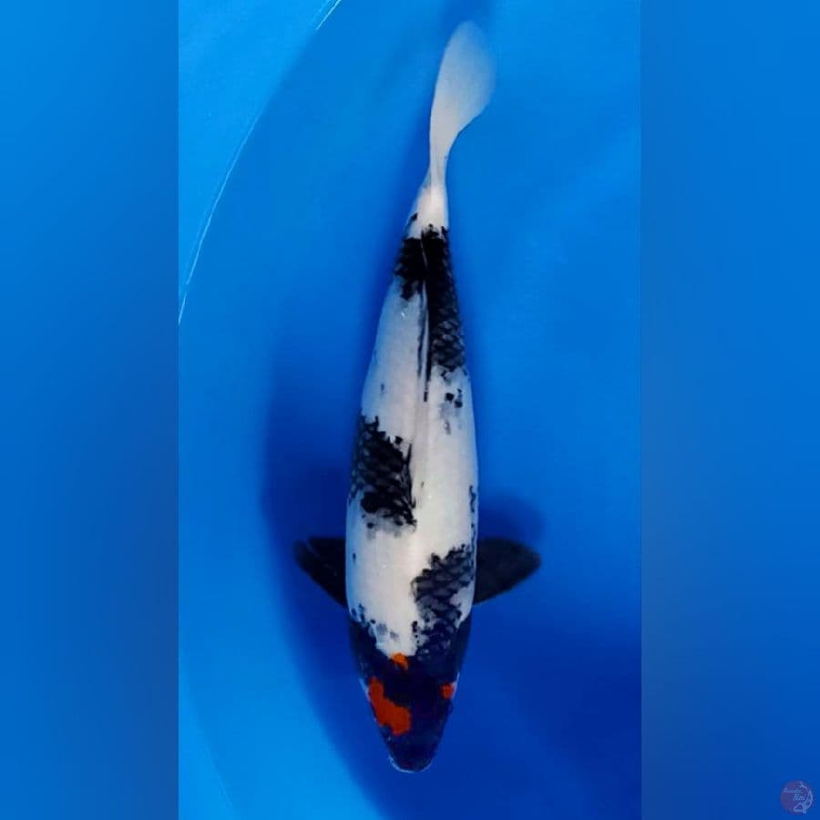Tancho SHOWA 35cm fm