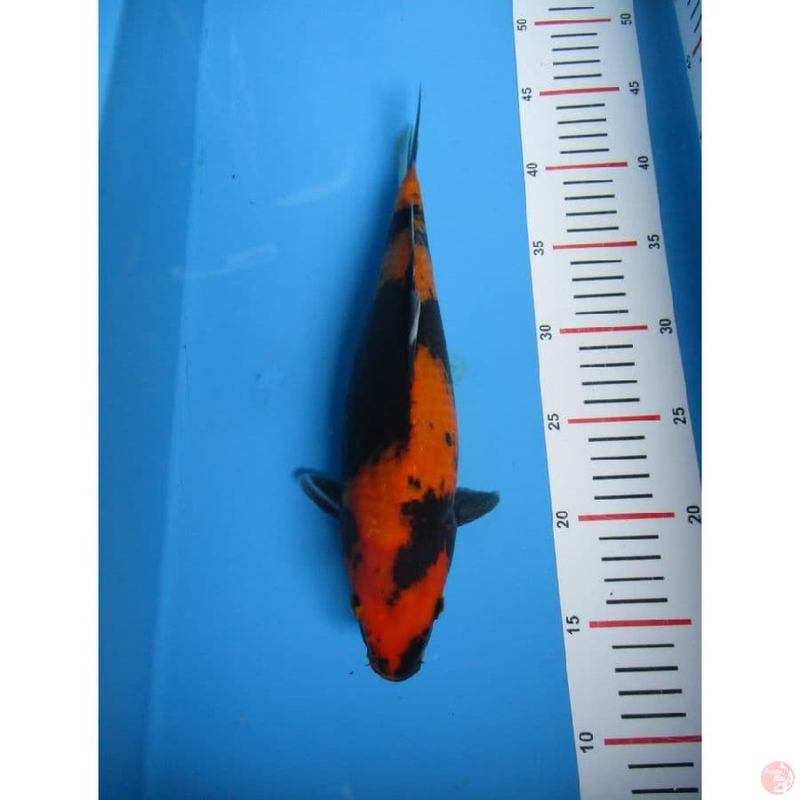utsuri 30cm