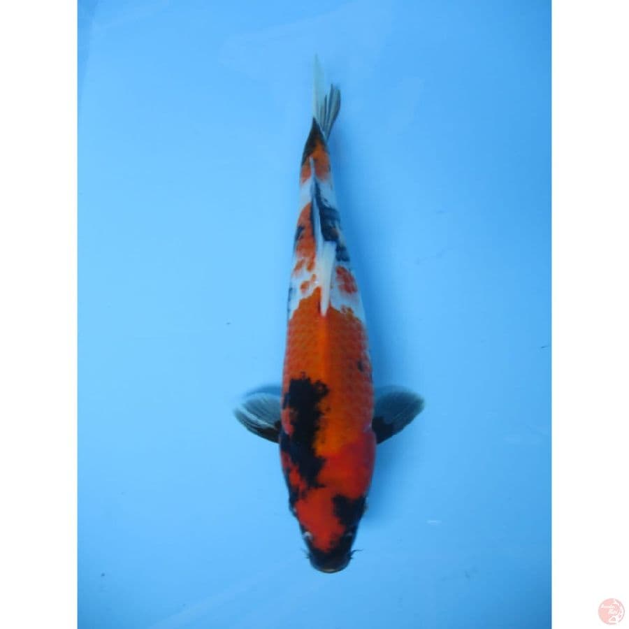 showa 29cm