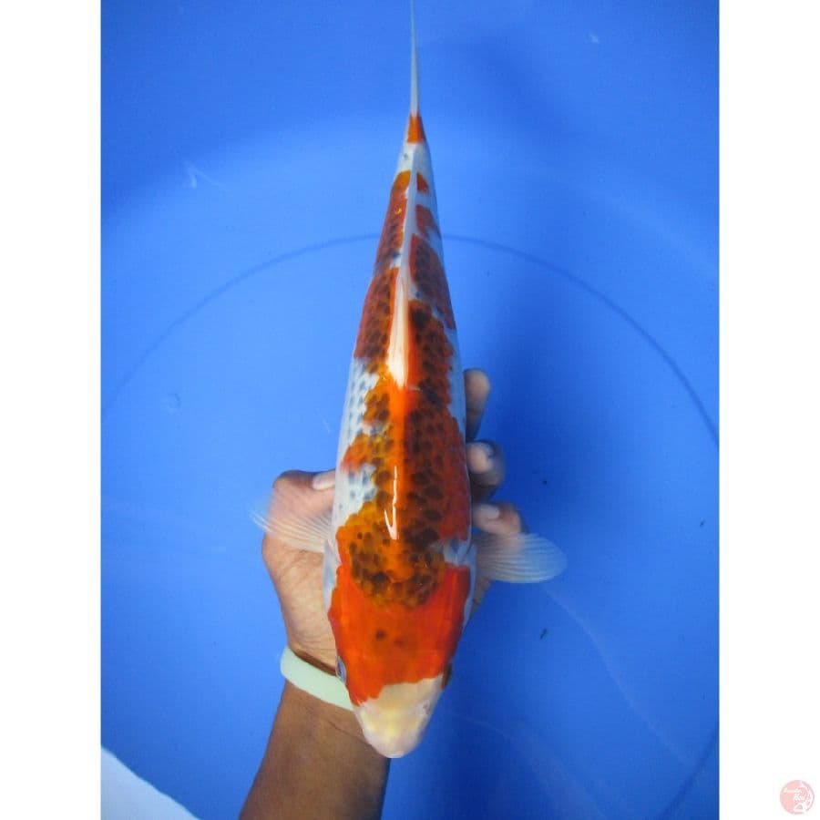 gosiki 32cm