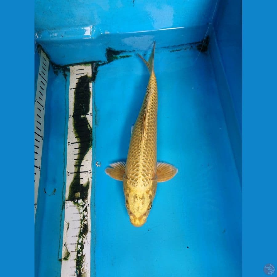 Mukashi 30 cm