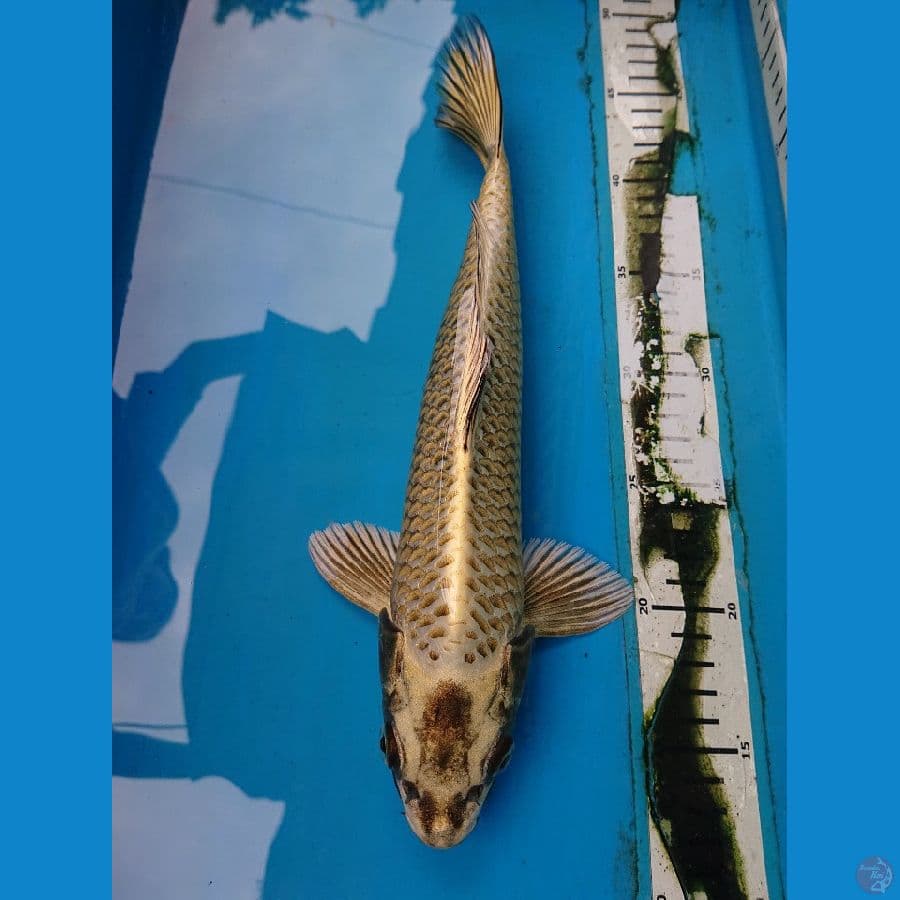 Mukashi 33 cm