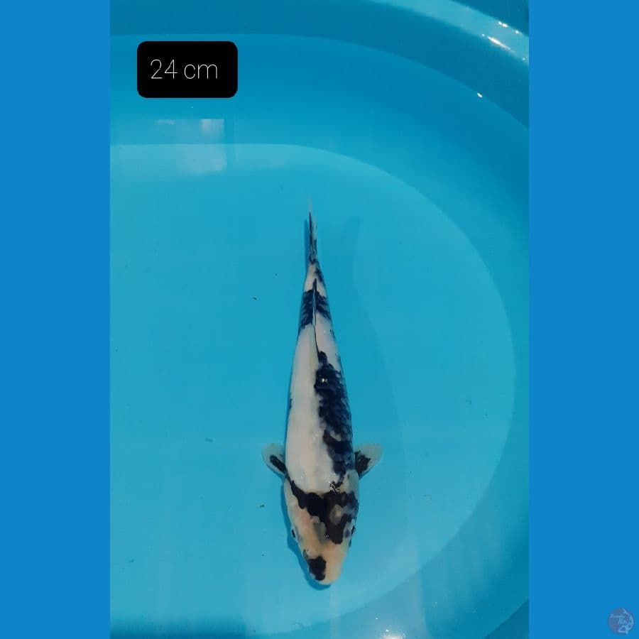 Shiro 24 cm