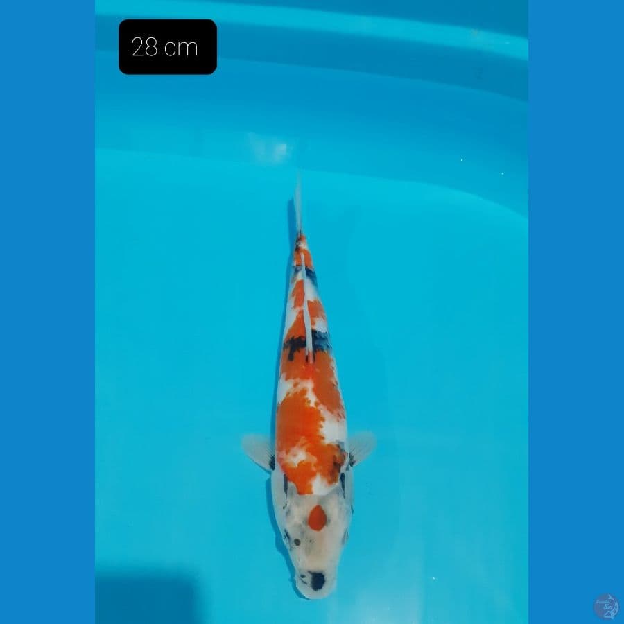 Showa 28 cm