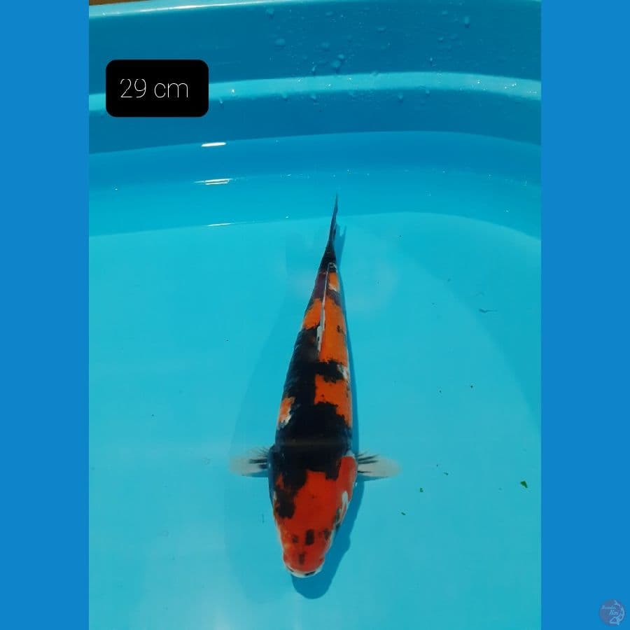 Showa 29 cm