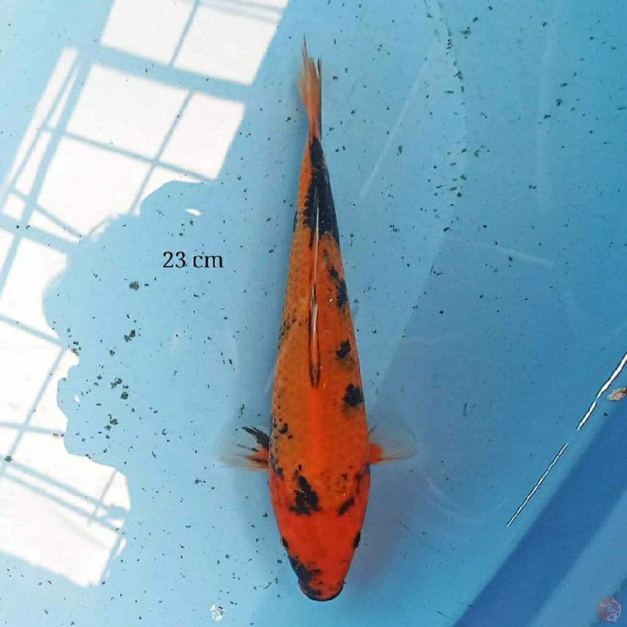 Utsuri 23 cm