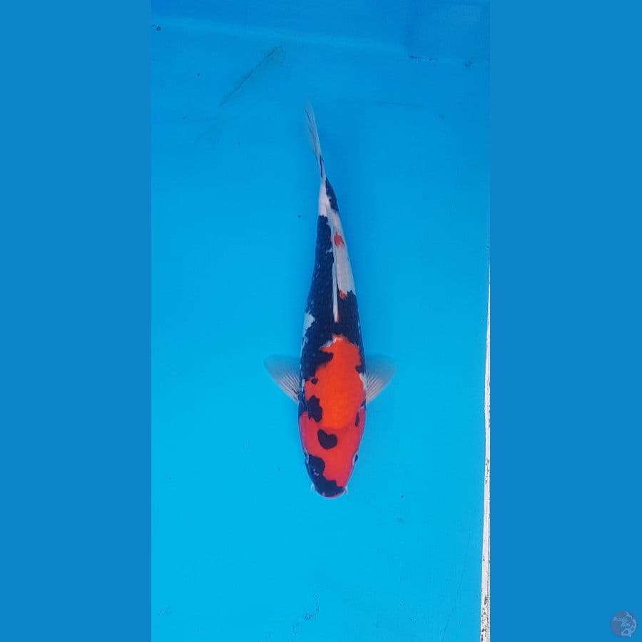 showa pekat 33cm