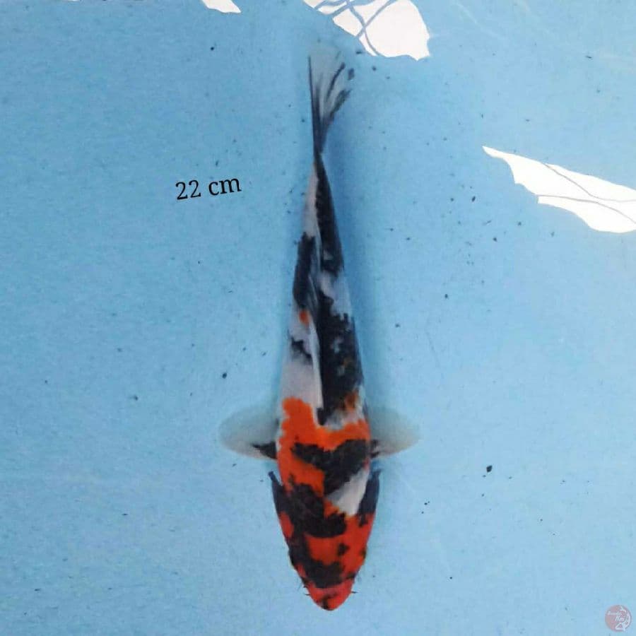 Showa 22 cm
