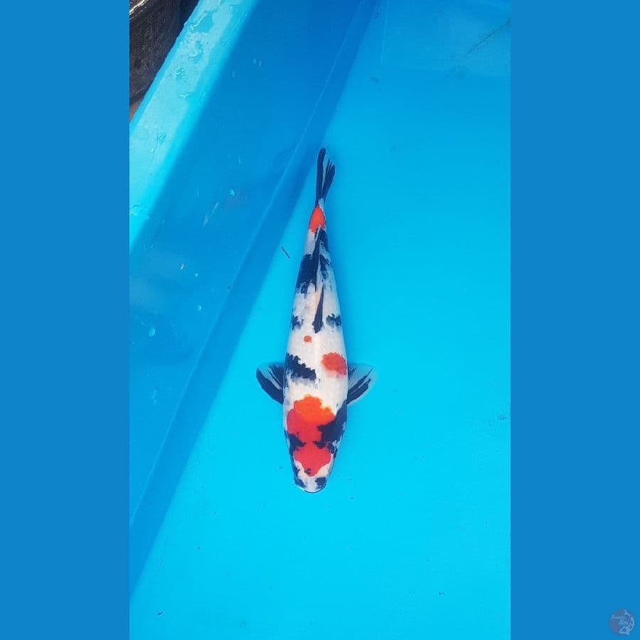 showa 34cm