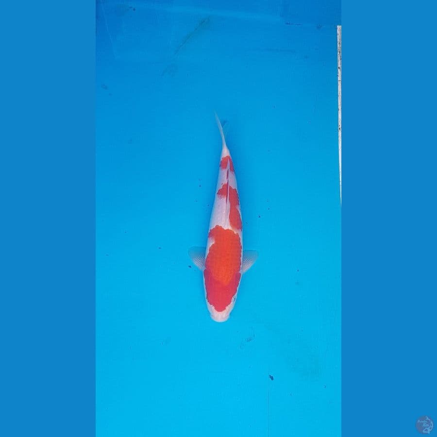 kohaku 28cm