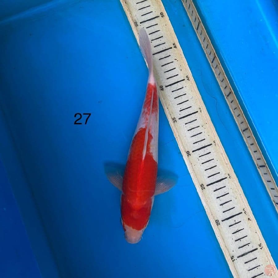 27cm