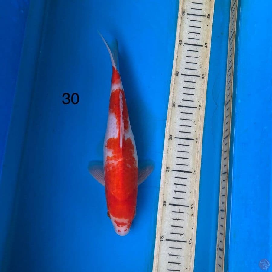 kohaku 30cm