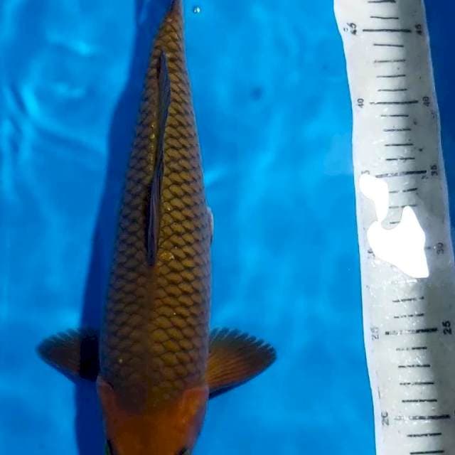 CHAGOI TEMBAGA PUNUK BULKY 35 CM JANTAN