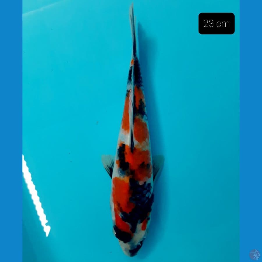 grade A showa 23 cm