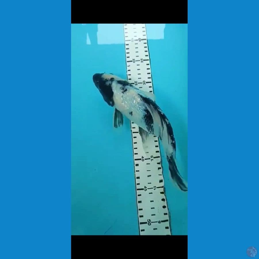 Kumpay Shiro HQ 28cm