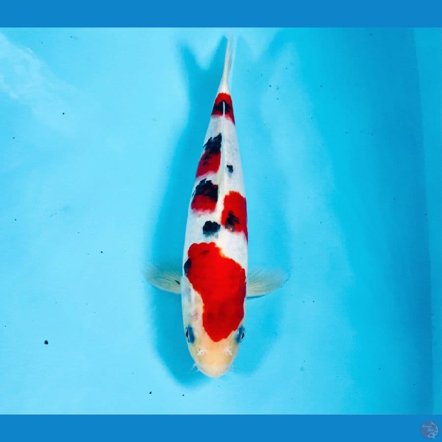 sanke, male 25 cm