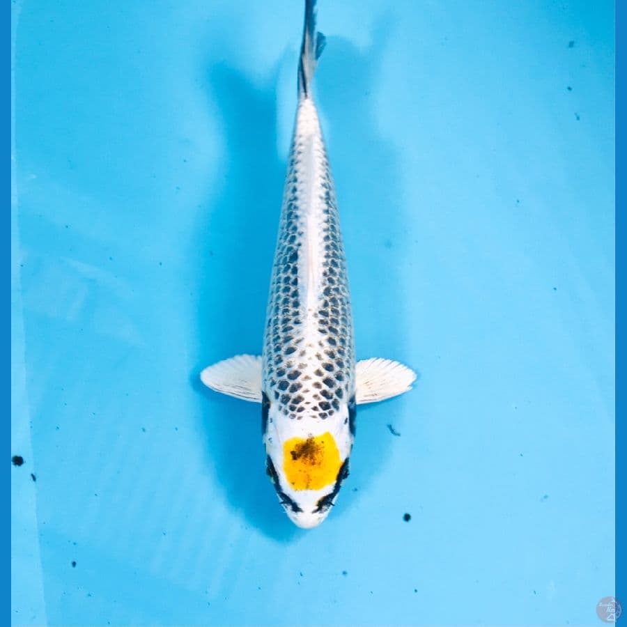 tancho kujaku, 22 cm
