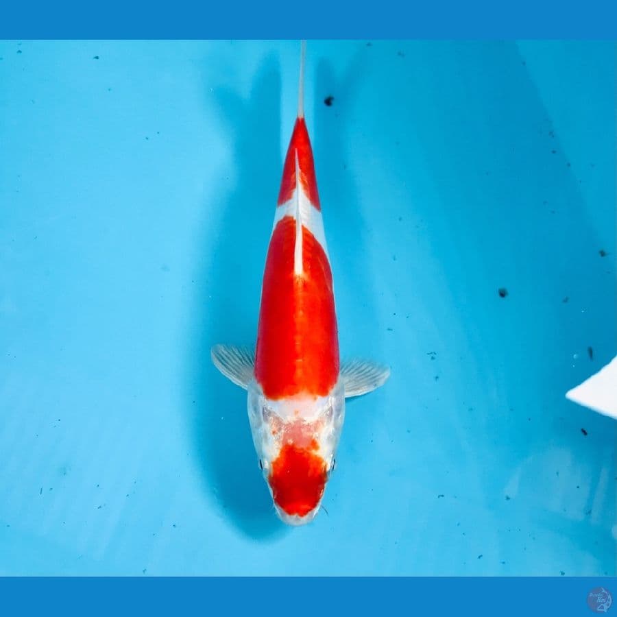 kikushui, 23 cm