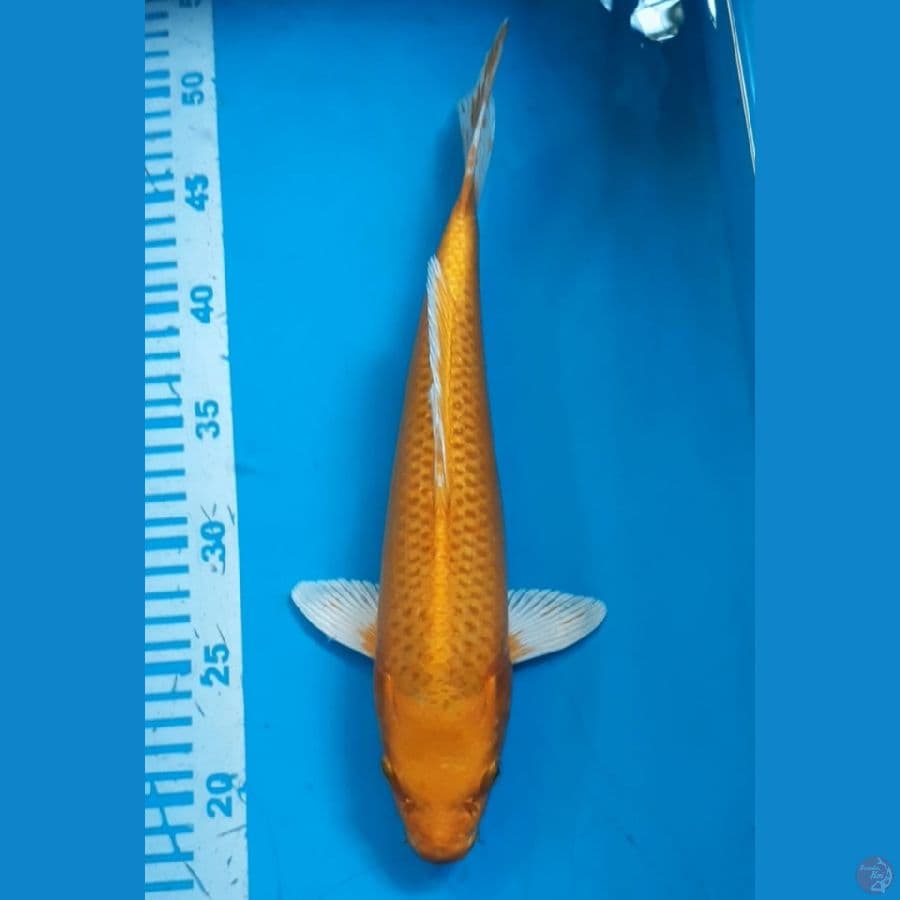Ogon 33 cm