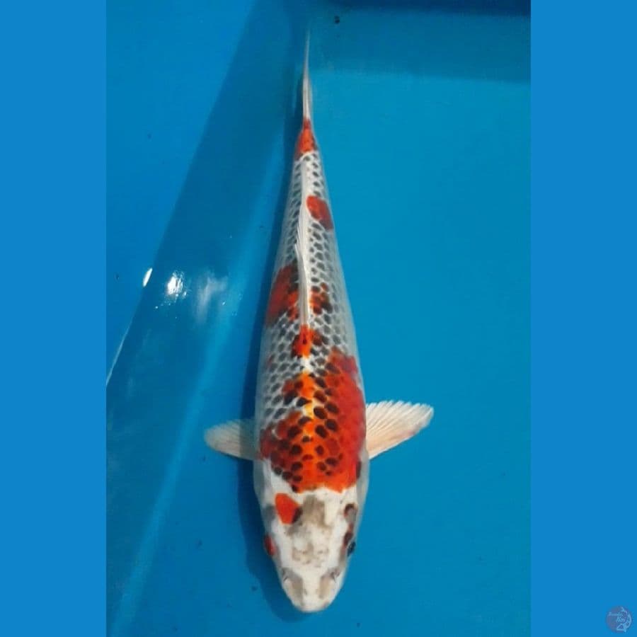 Kujaku 28 cm