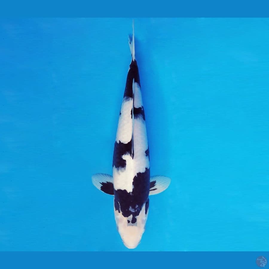 IZUMO 1 ~ SHIRO EVOLUTION SPC 37 cm/fm ™