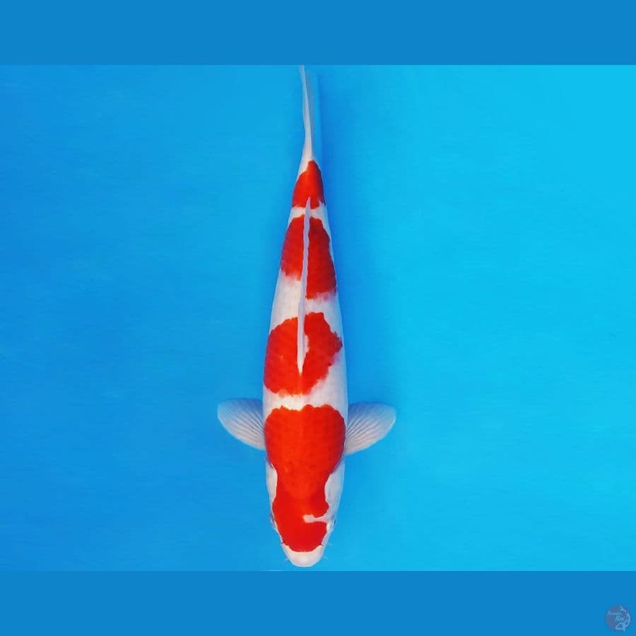 IZUMO 4 ~ AI GOROMO 35 cm/male ™
