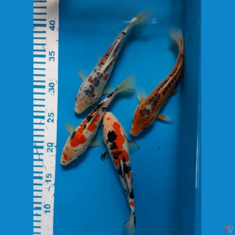Mix 20cm