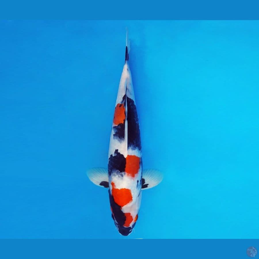 IZUMO 8 ~ KINDAI SHOWA EVOLUTION 32 cm/fm ™