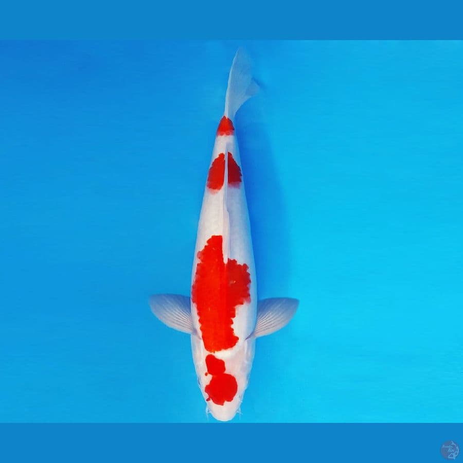 IZUMO 9 ~ KOHAKU 32 cm/male ™