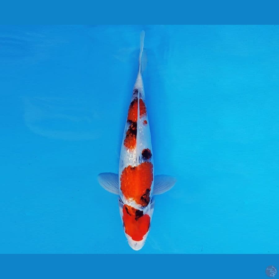 IZUMO 14 ~ SHOWA GIN RIN EVOLUTION 26 cm/fm ™