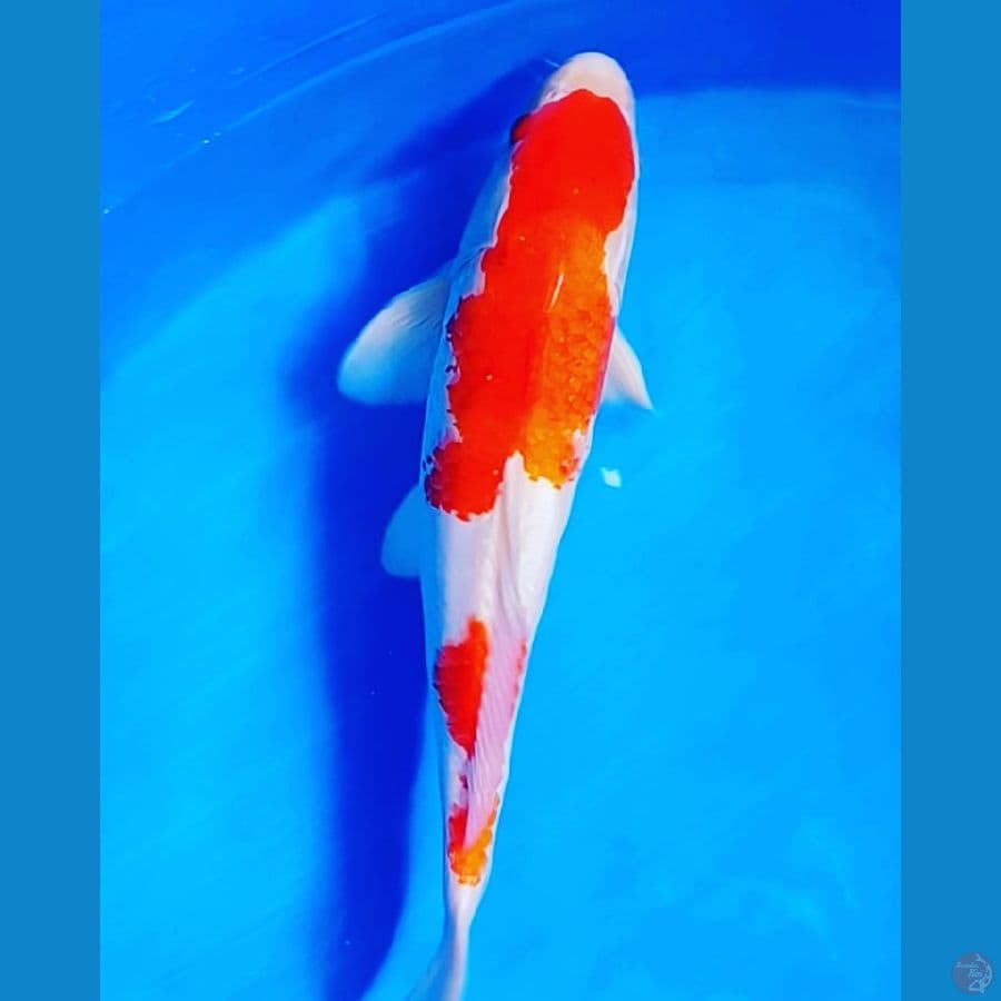 kohaku 42 cm male
