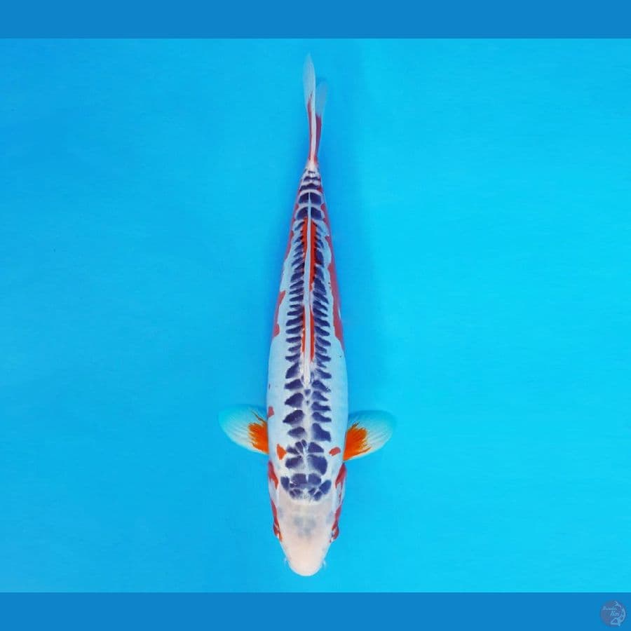 IZUMO 16 ~ SHUSUI 31 cm/male ™