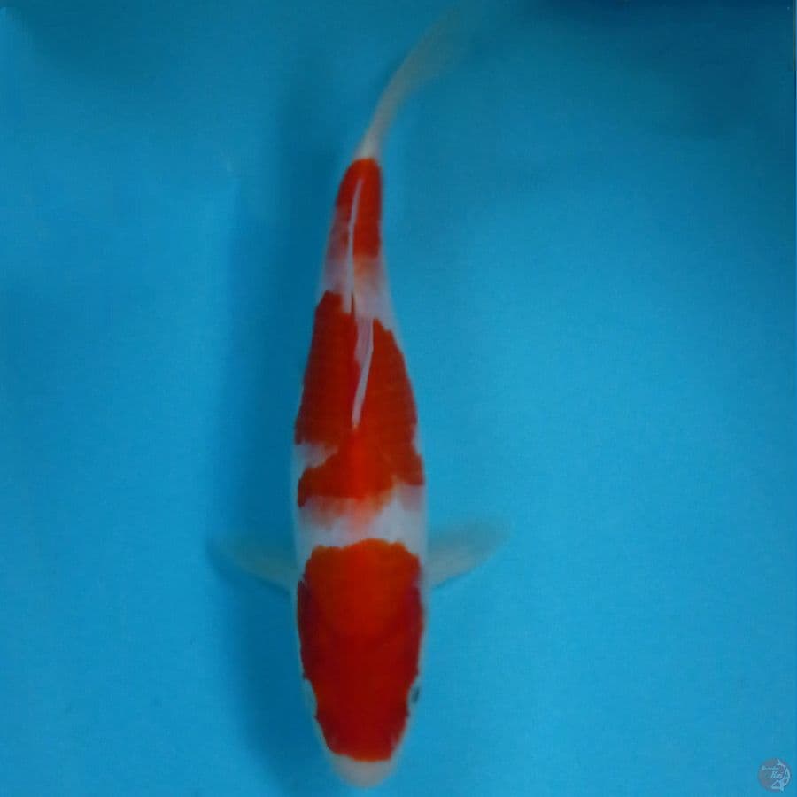 kohaku, 23 cm