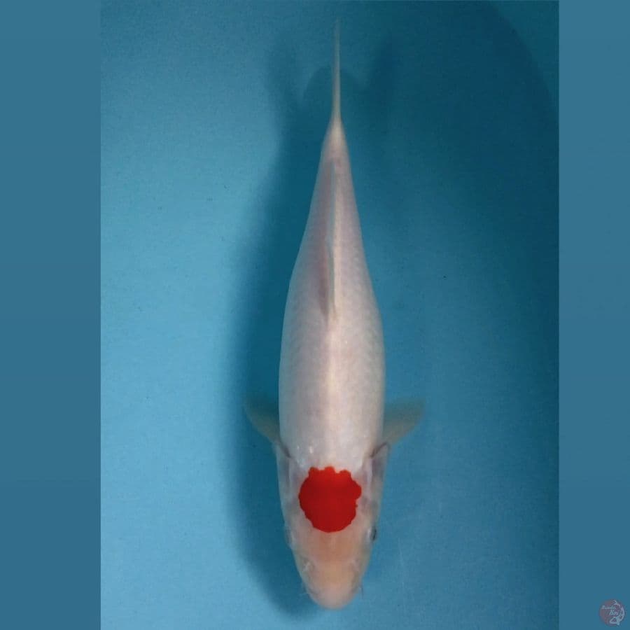 tancho kohaku, 30 cm