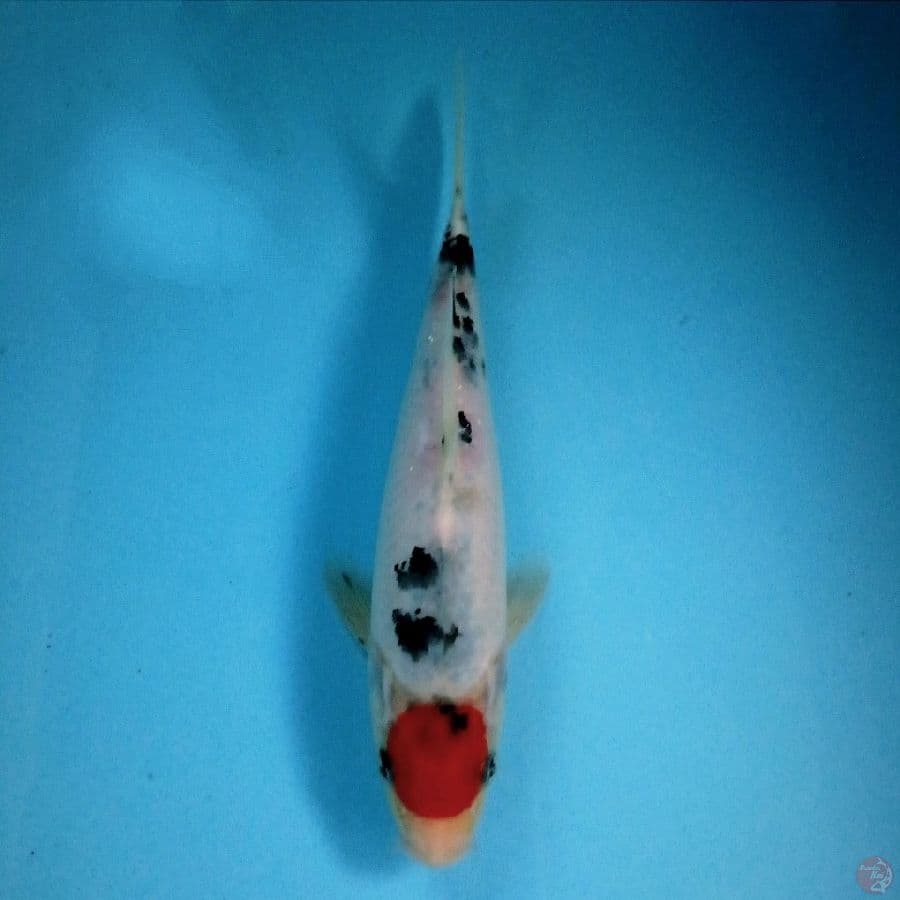tancho sanke, 23 cm