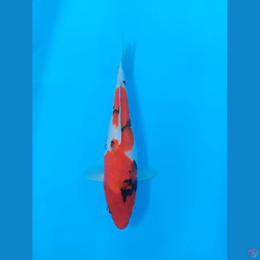 showa 35 cm
