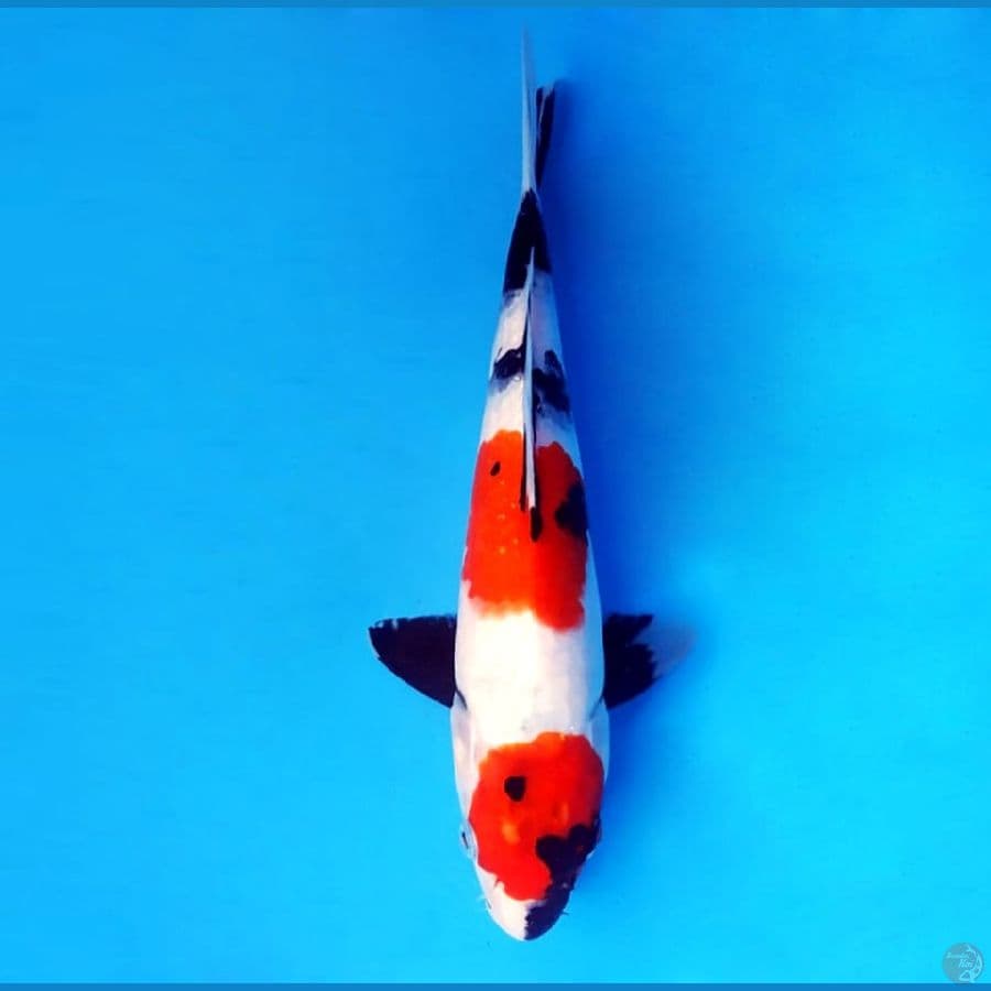 13.SHOWA 27 cm/famale
