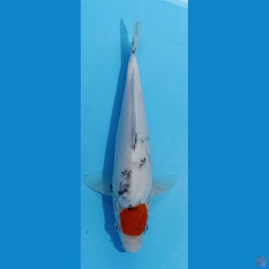 tancho 28cm