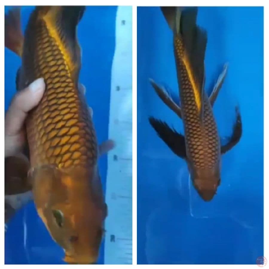 Kumpay Cagoi Tembaga 40cm Male