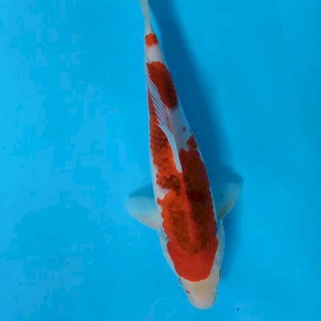 Aigoromo 30cm male