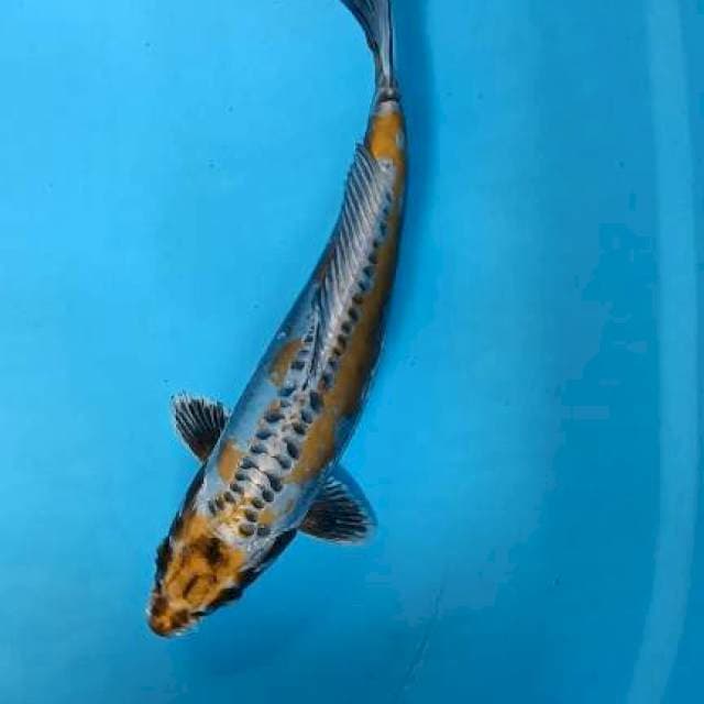 Kinkikokuryu 33cm male
