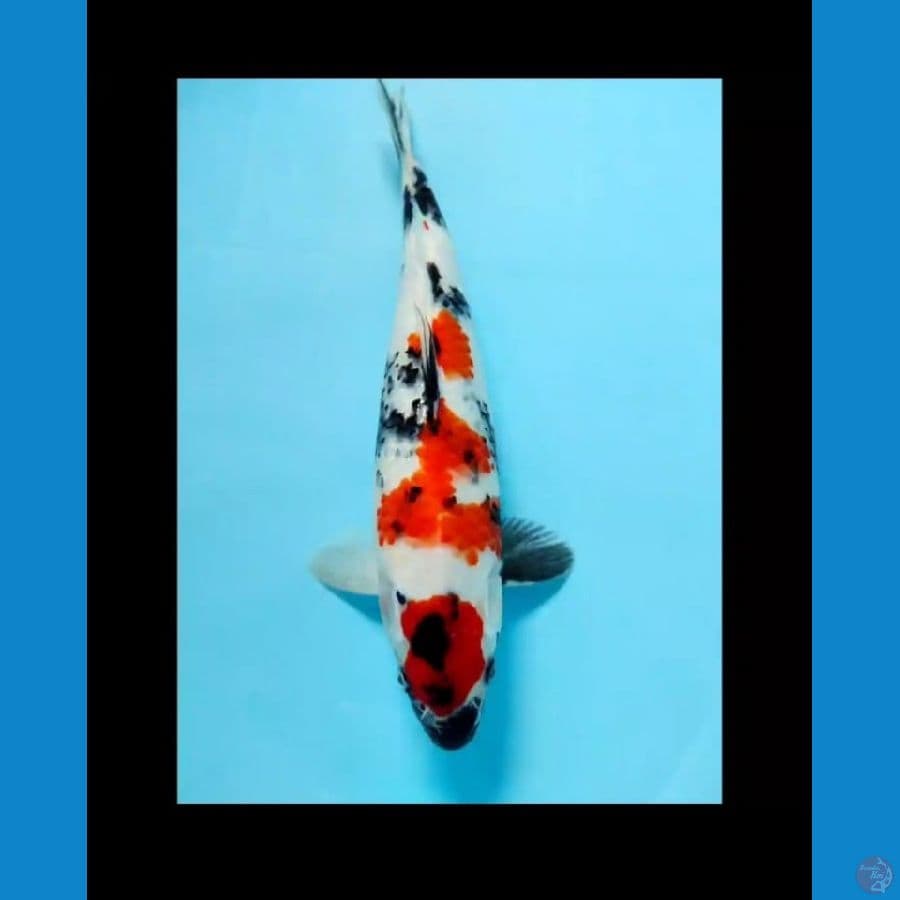 showa hq 30cm